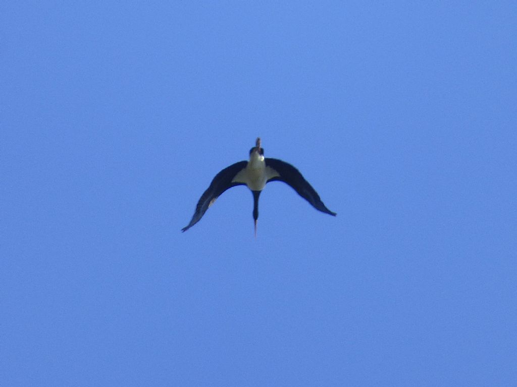 Cinque giorni ad Arenzano (GE): Cicogna nera